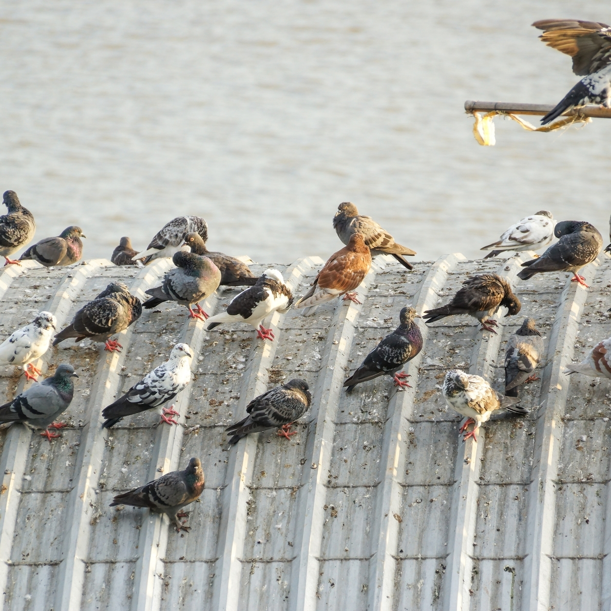 Bird population management at a commercial property