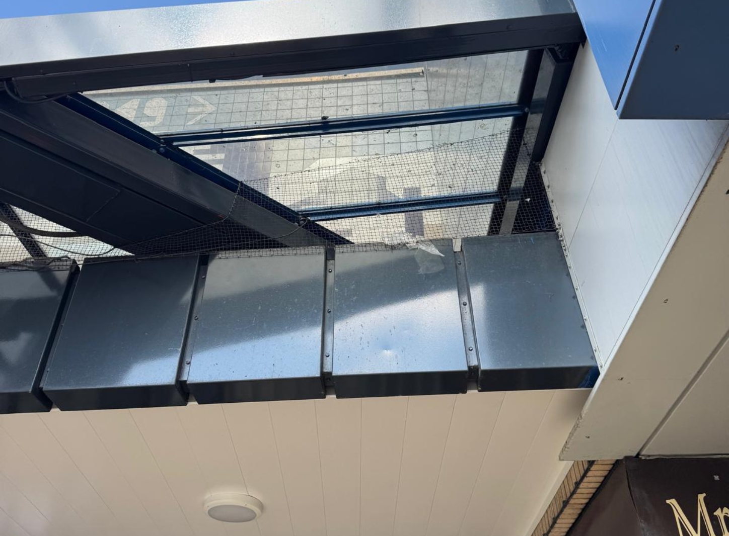 Specialist installing professional bird proofing