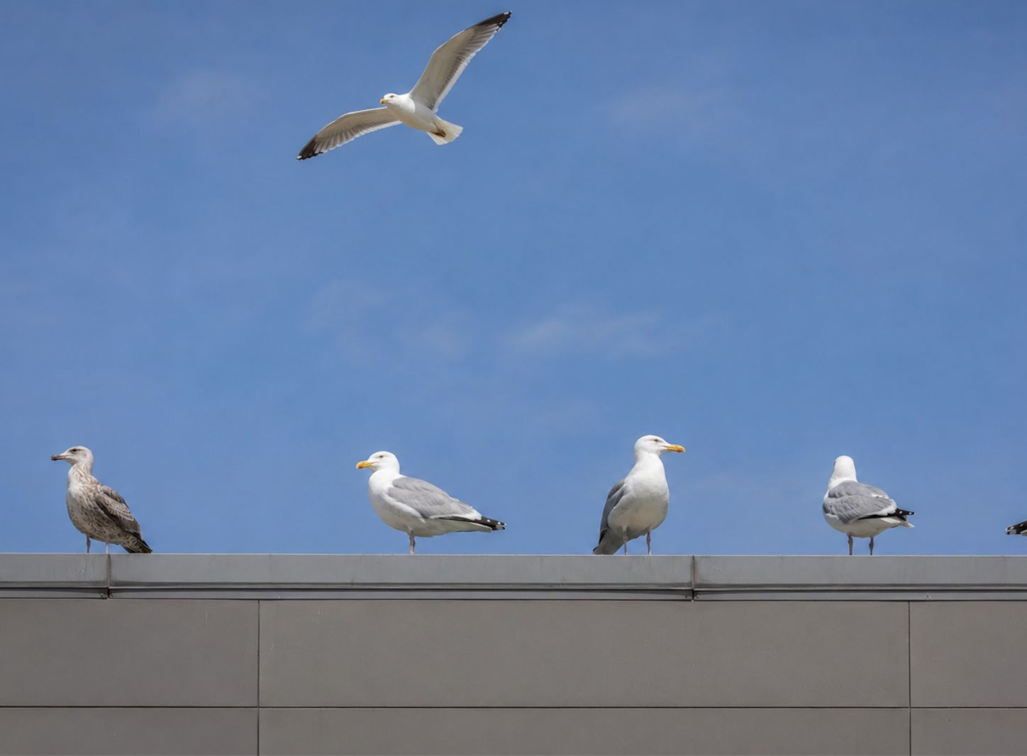 Bird population management at a commercial property