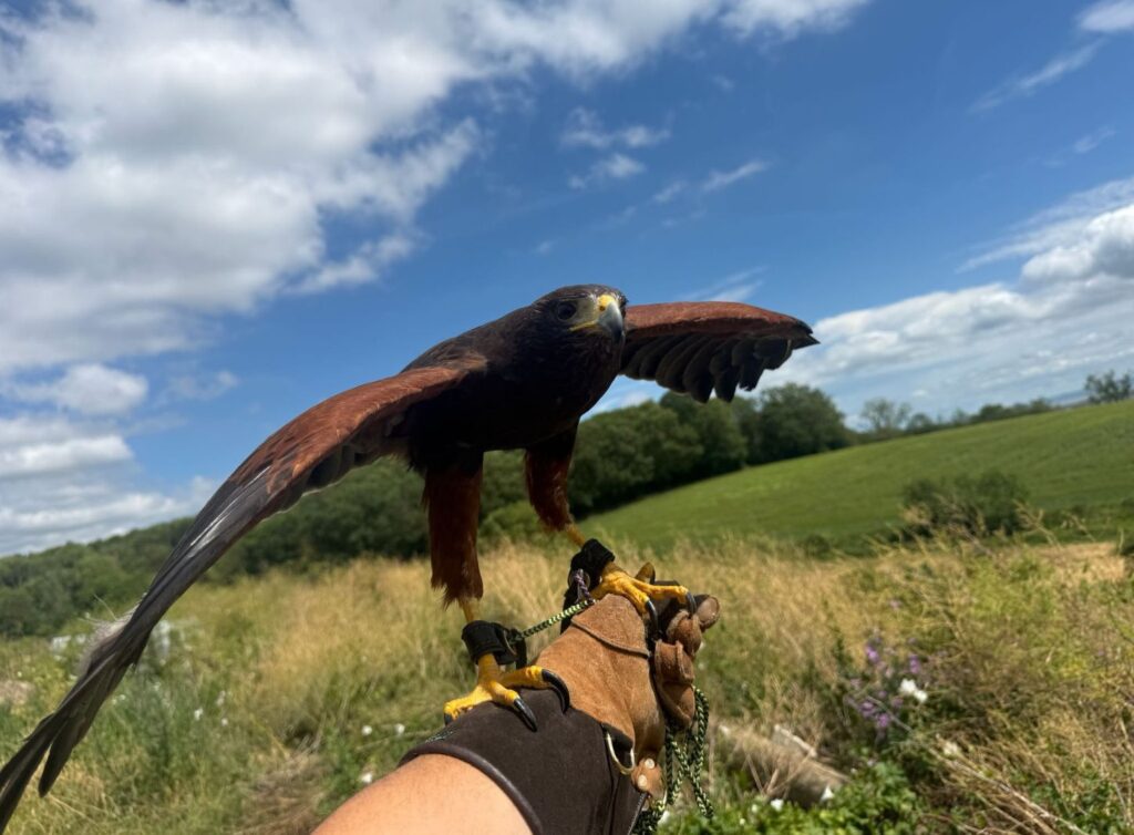 Harris Hawk predatory bird control, professional falcon handlers, natural pest control, Hawk Pest Control