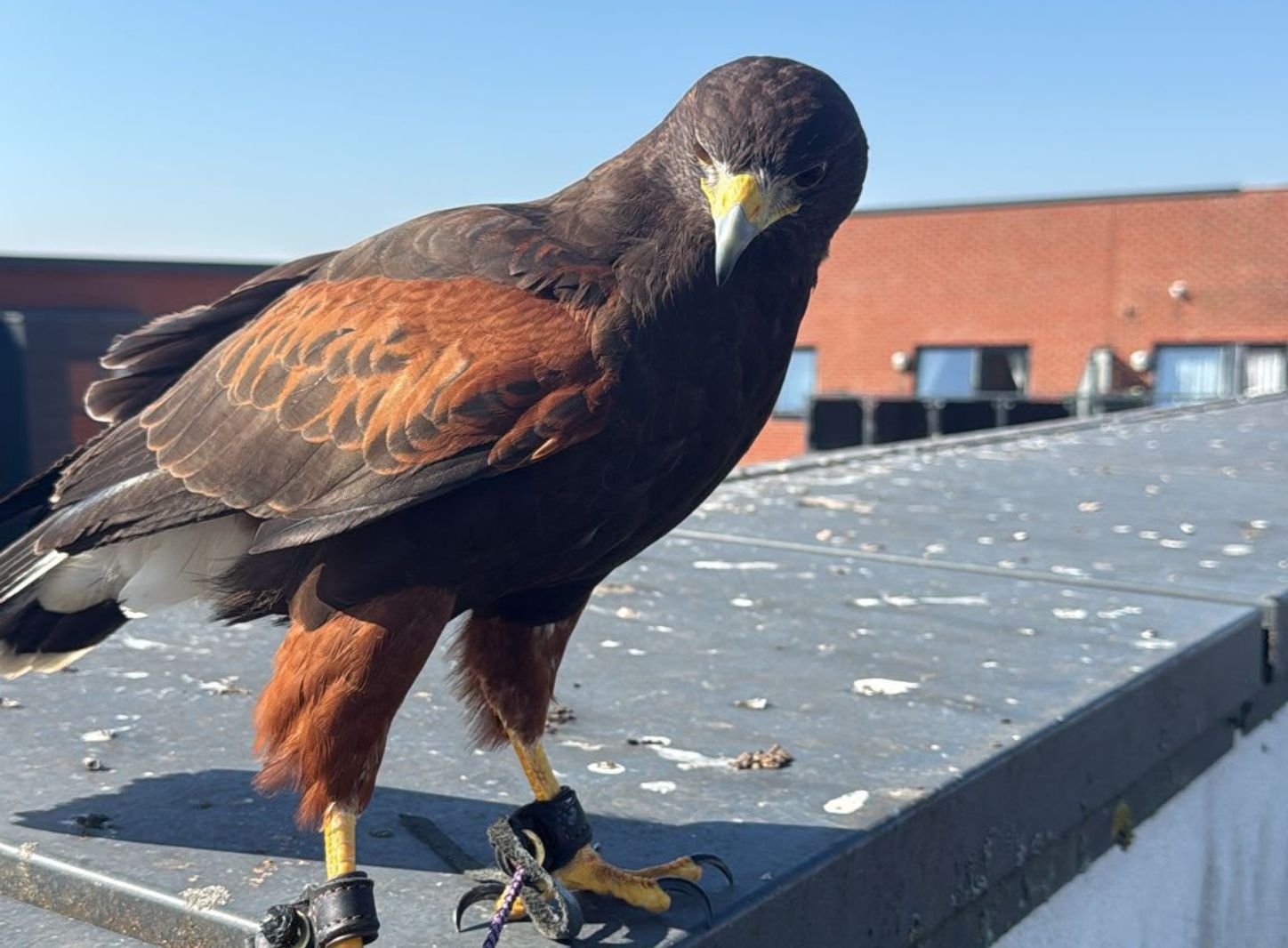 A HAWK falconer working with a bird of prey at a commercial office building