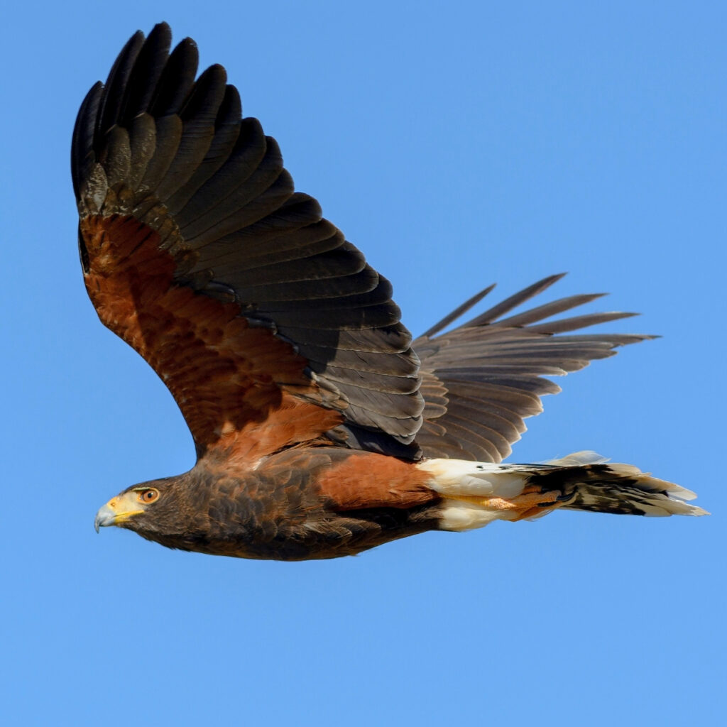HAWK specialist attending an urgent pest or wildlife callout