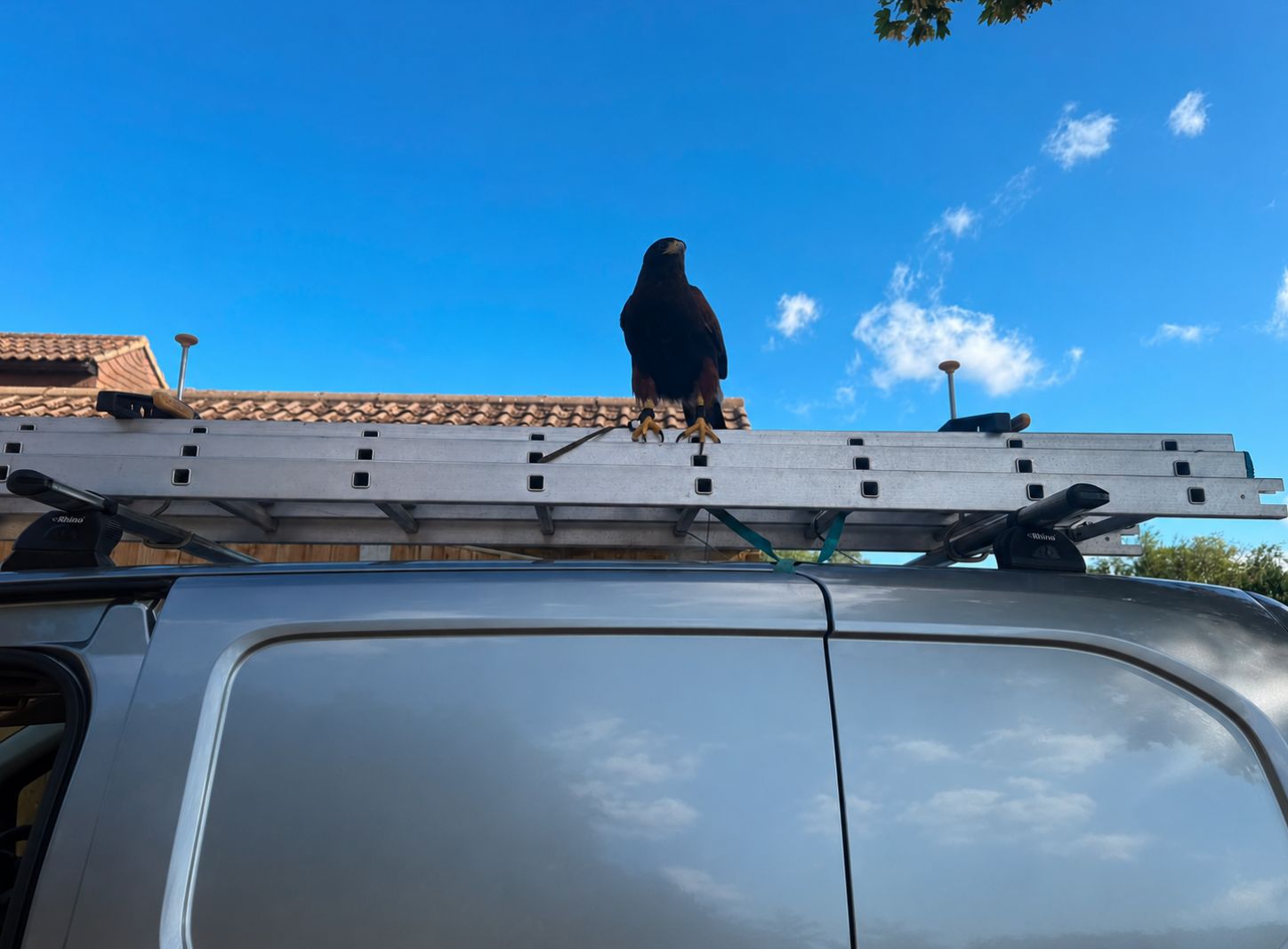 Hawk Pest's Harris Hawk perched upon the work van ready to deter and control bird infestations across Essex, London and Kent.
