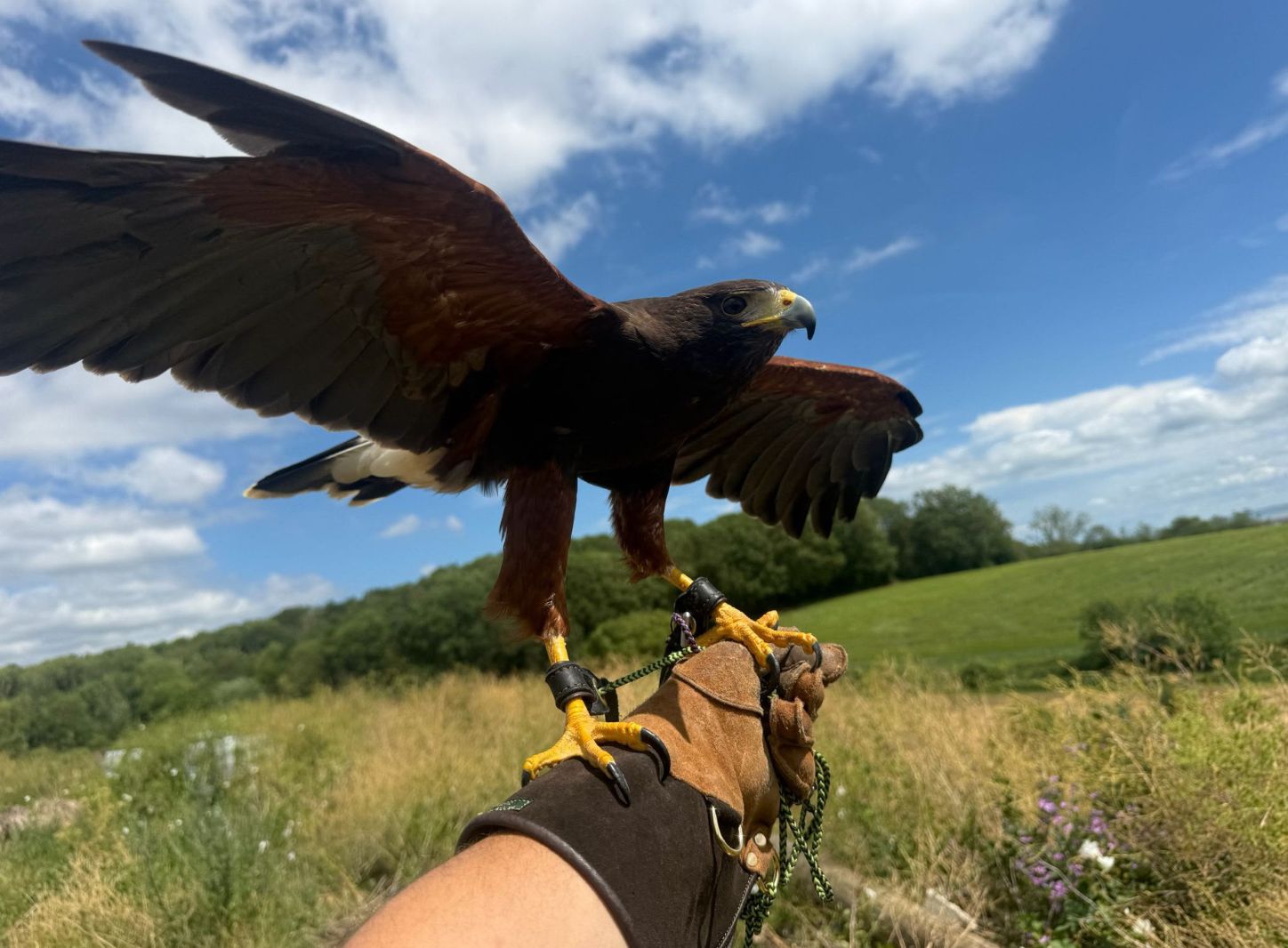 A trained peregrine falcon in flight above a British city skyline