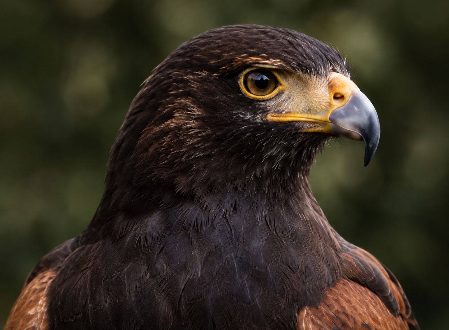 Hawk Pest Management's Harris Hawk used for humane bird control across commercial, residential and other public sites across London and Essex. A proven, natural strategy to deter and control bird populations in important locations.