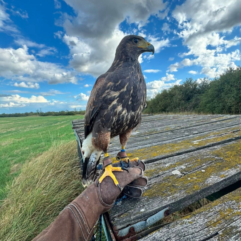 HAWK wildlife management specialist working with trained birds of prey