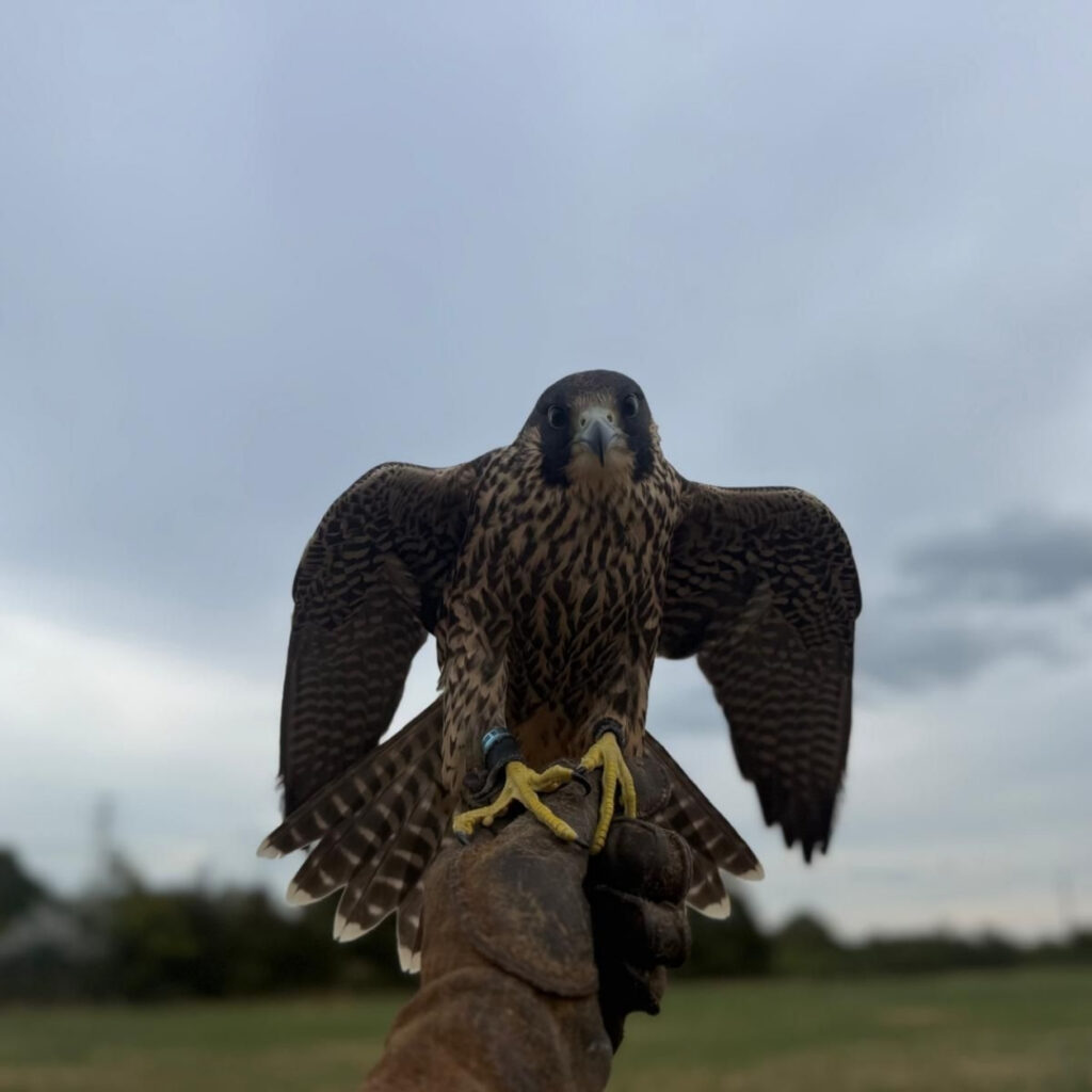 HAWK specialist attending an urgent pest or wildlife callout