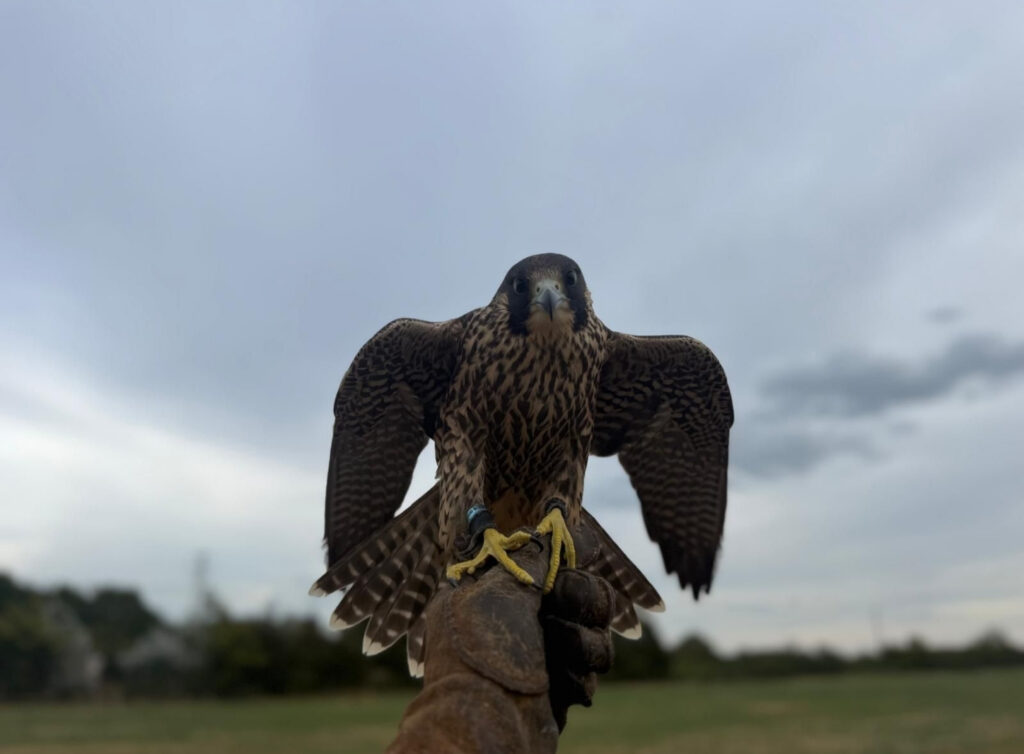 HAWK specialist attending an urgent pest or wildlife callout