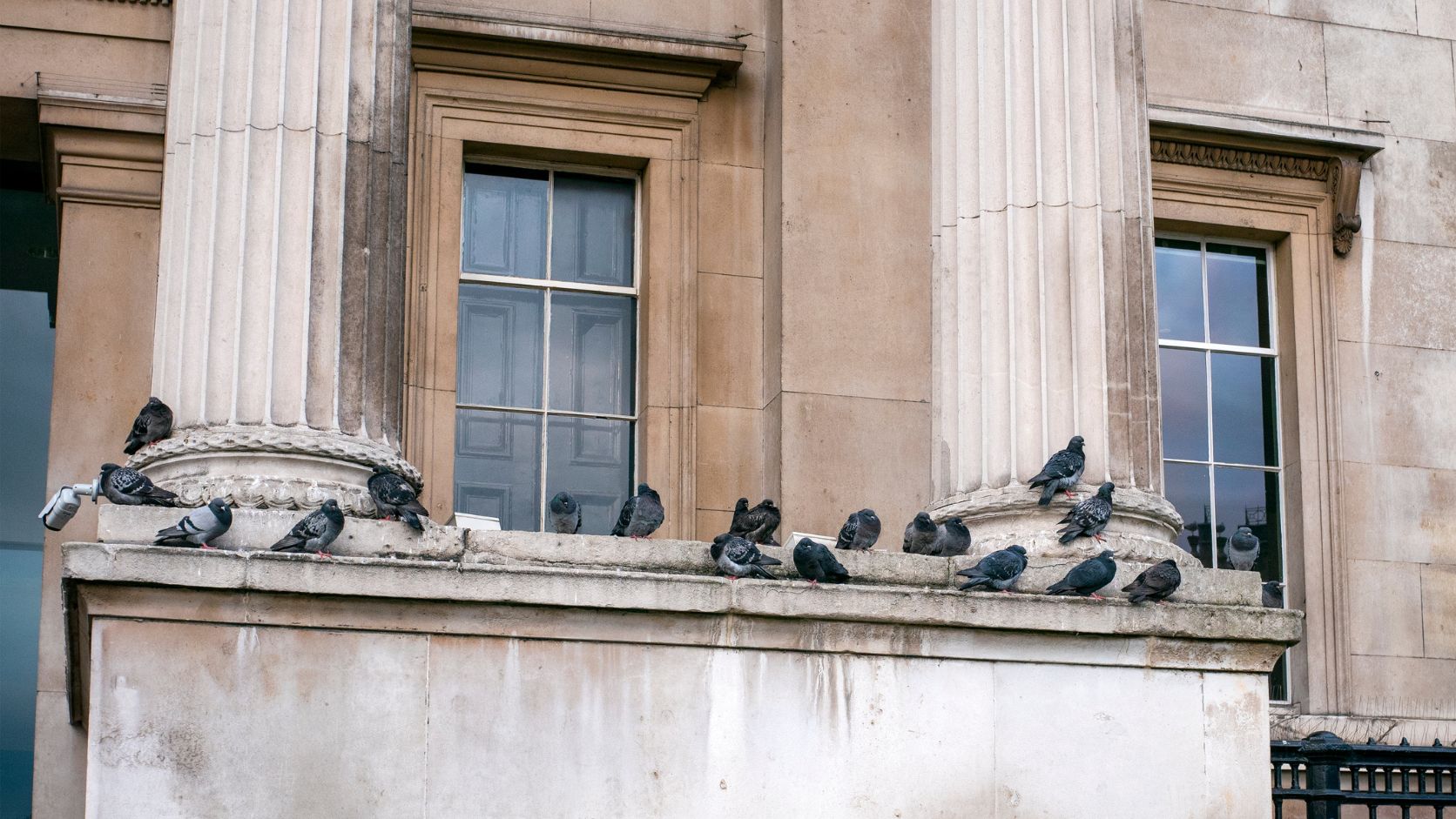 Bird population management at a commercial property