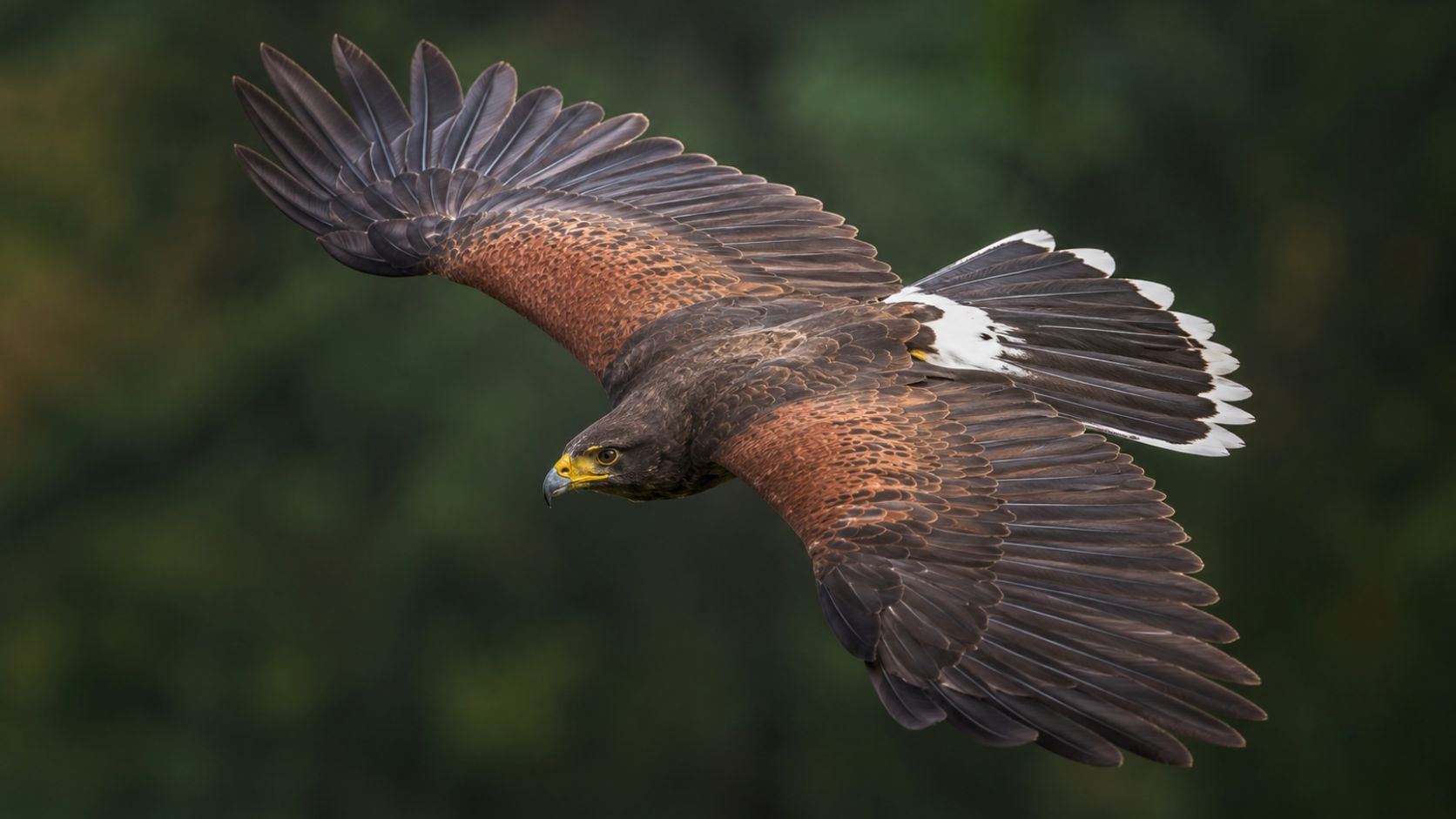Close portrait of a trained bird of prey used for humane bird control